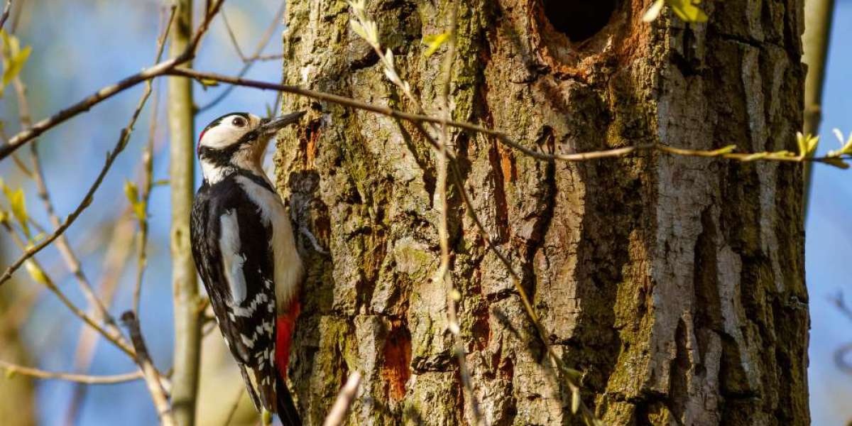 How Tree Surgery Supports Local Wildlife & Ecosystems