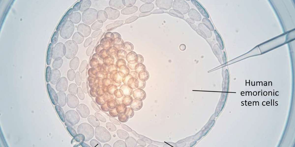 Human Embryonic Stem Cell Market Analysis: Research, Demand, and Innovation