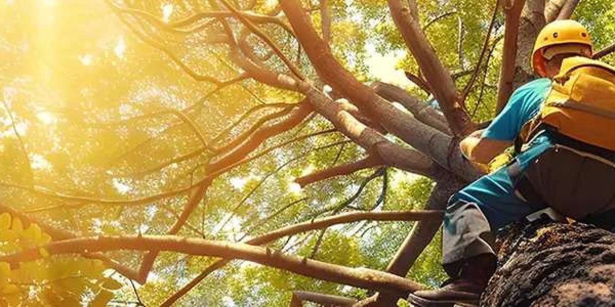 Expert Tree Service Miami – Keep Your Trees Healthy & Safe