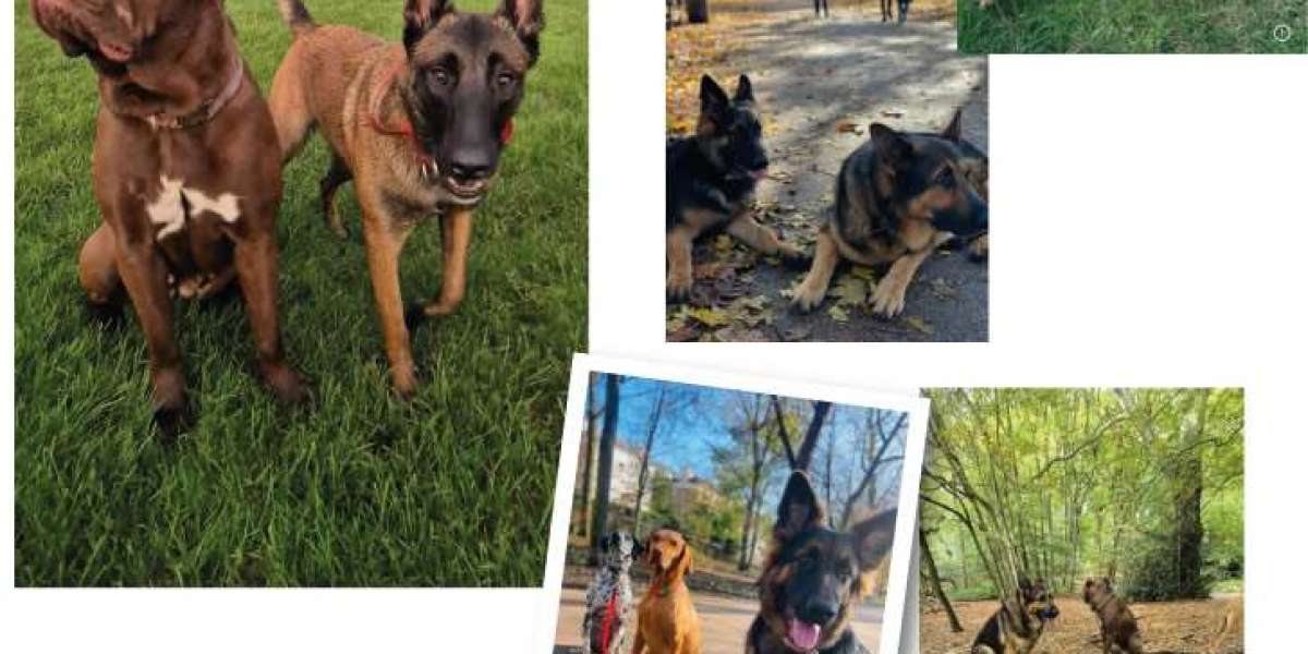 Premium Dog Care Services in West London: Kensington & Hammersmith