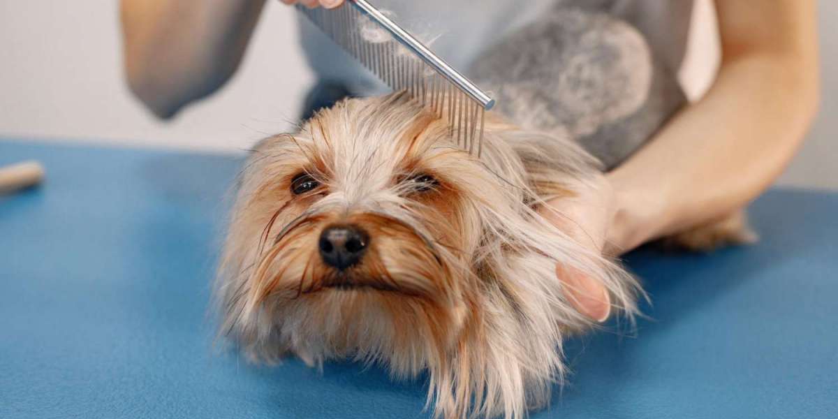 Looking for Affordable Grooming? Why Choose All Dogs Rock?
