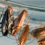 Roaches Are Gone