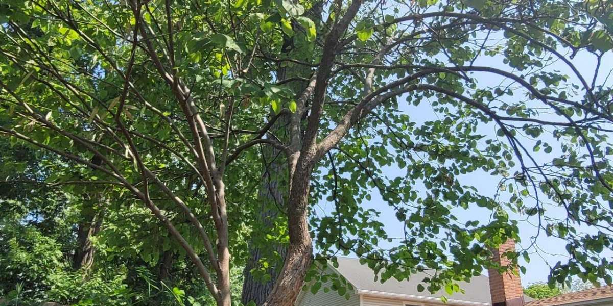 MR Tree Services INC. Expands Professional Tree Care Support Across Lake County