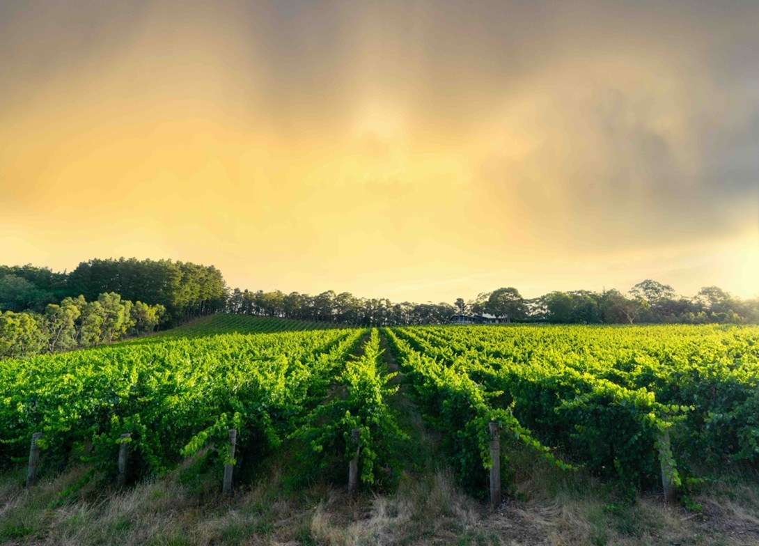 Why You Need Professional Wine Tour Transportation?