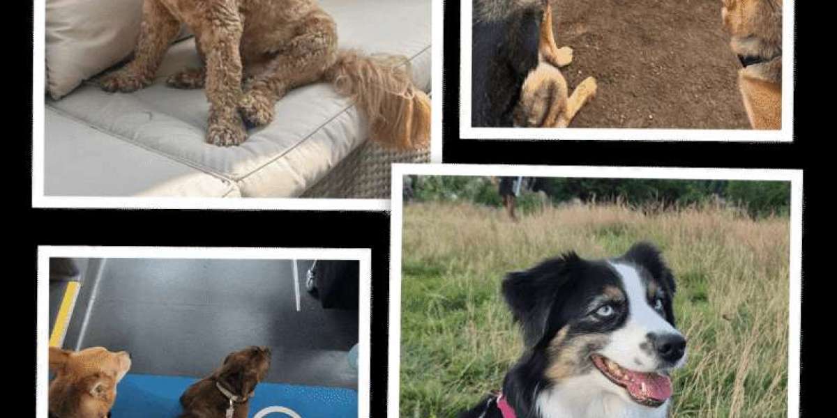 Day Dog Care and Doggy Day Care in London: The Perfect Solution for Busy Owners