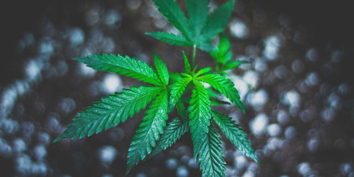 Green Releaf Dispensary