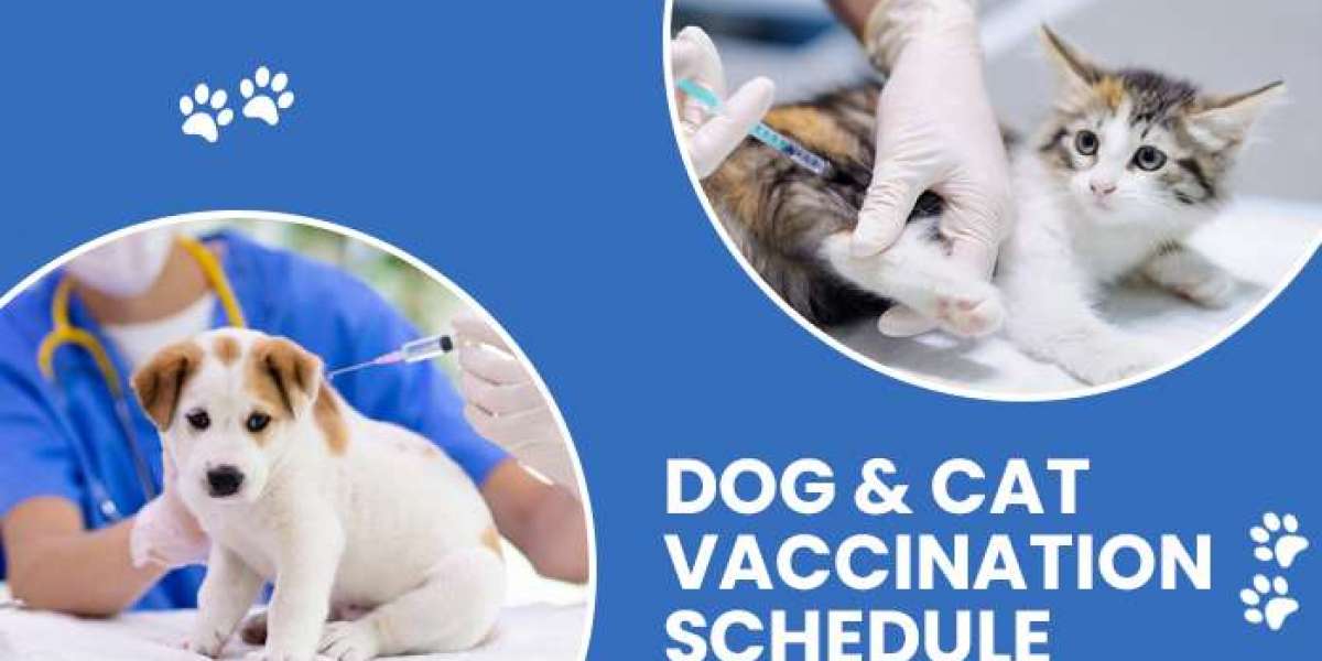 Cat Vaccination Schedule  | CGS Hospital