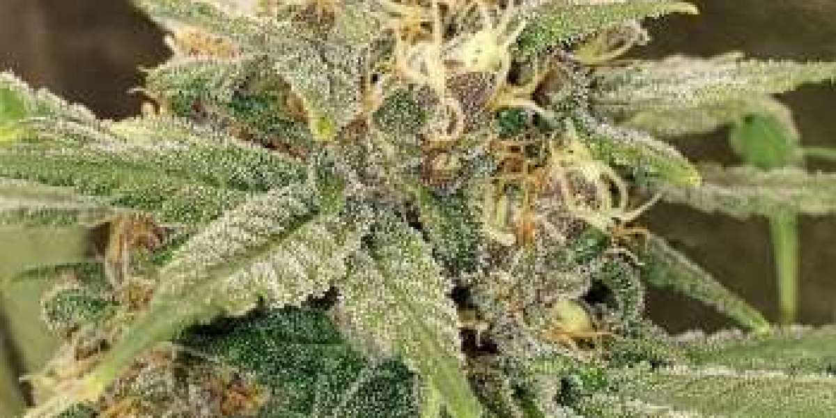 Feminized Cannabis Seeds: A Smarter Choice for Reliable Home Growing