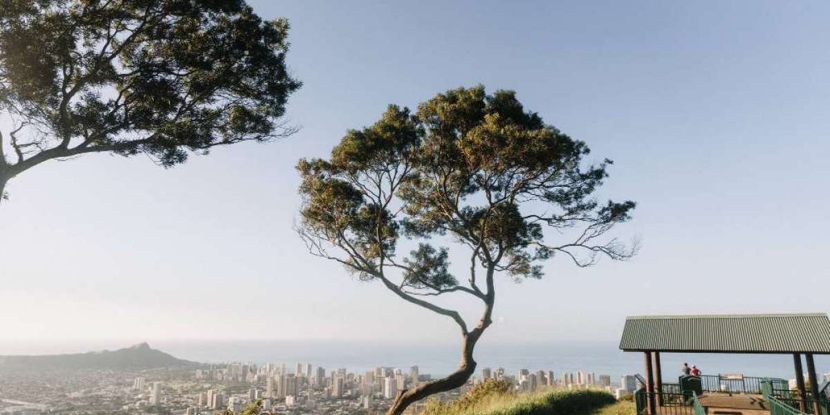 Tree Planting Guide: The Best Trees for Surry Hills Gardens