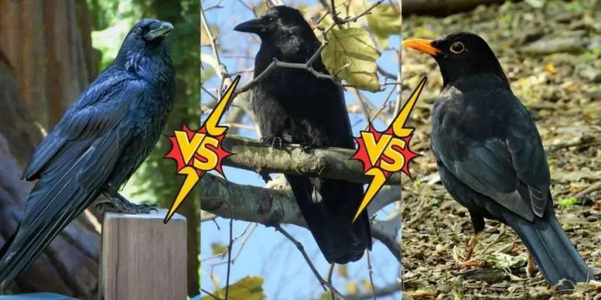 How to Tell a Raven, Crow, and Blackbird Apart: A Beginner’s Guide