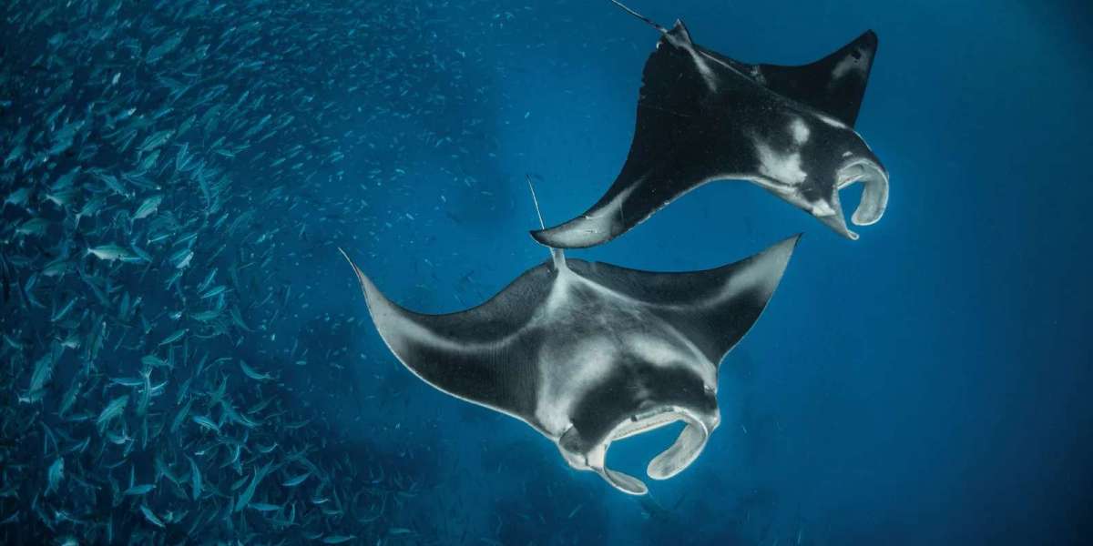 Plongée à Nusa Penida – Karma Diving & Yoga