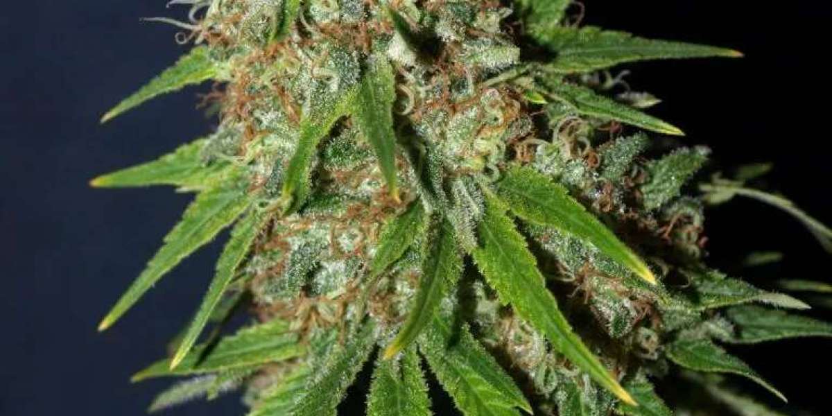 Medical Cannabis Seeds from Leading Cannabis Seed Companies