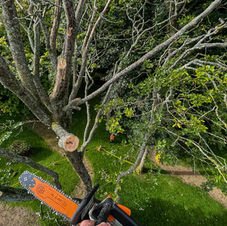 Tree Surgery - Arborscape Environmental Services