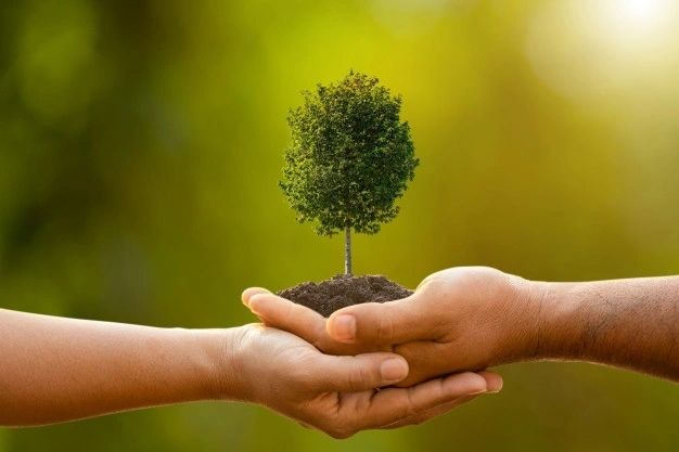 Expert Tree Removal Services in Thornton, CO