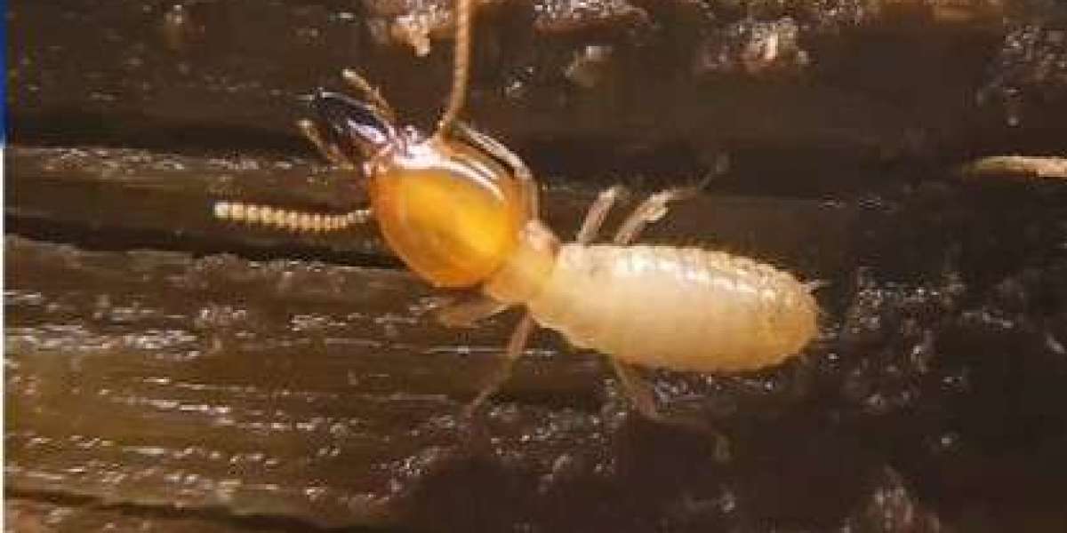 Why Professional Pest Control Is a Smart Long-Term Choice