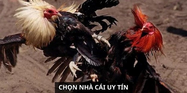Đặt Cược Đá Gà Trực Tiếp Thomo Hôm Nay Ngay