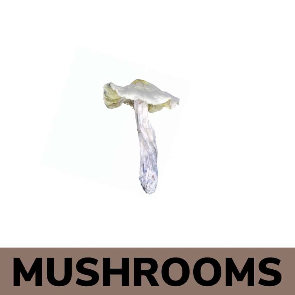 Buy Shrooms Online in Canada | Online Dispensary