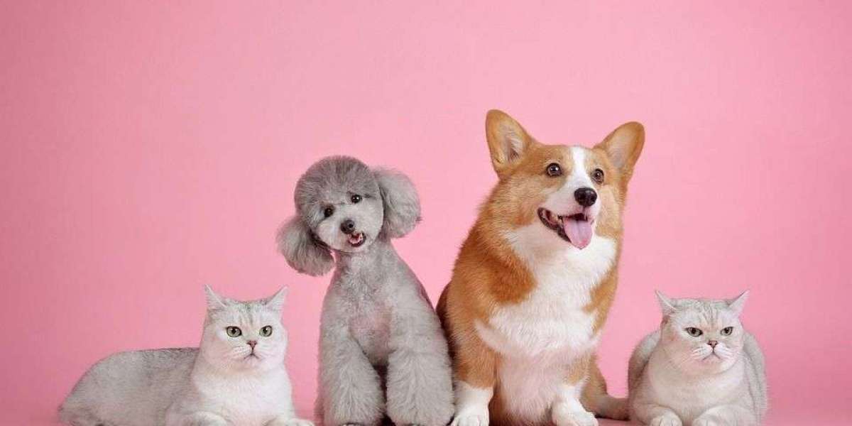 Which Pet is Best For Home? A Complete Guide for New Pet Parents