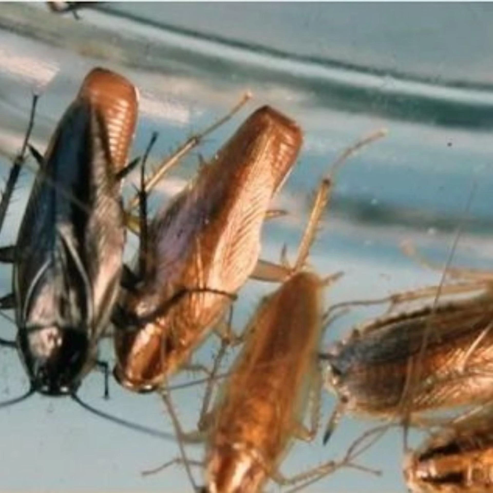 Could Powder Cockroach Killing Bait Be the Ultimate Solution for Persistent Roaches? -  TheOmniBuzz