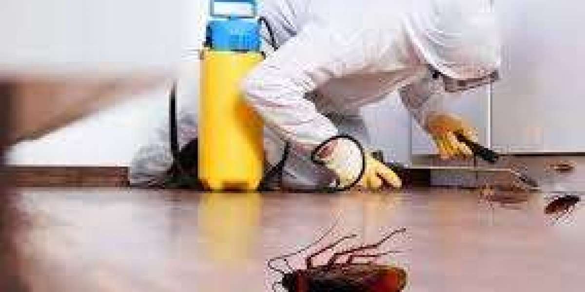 Year-Round Pest Control Tips for Dubai Homes