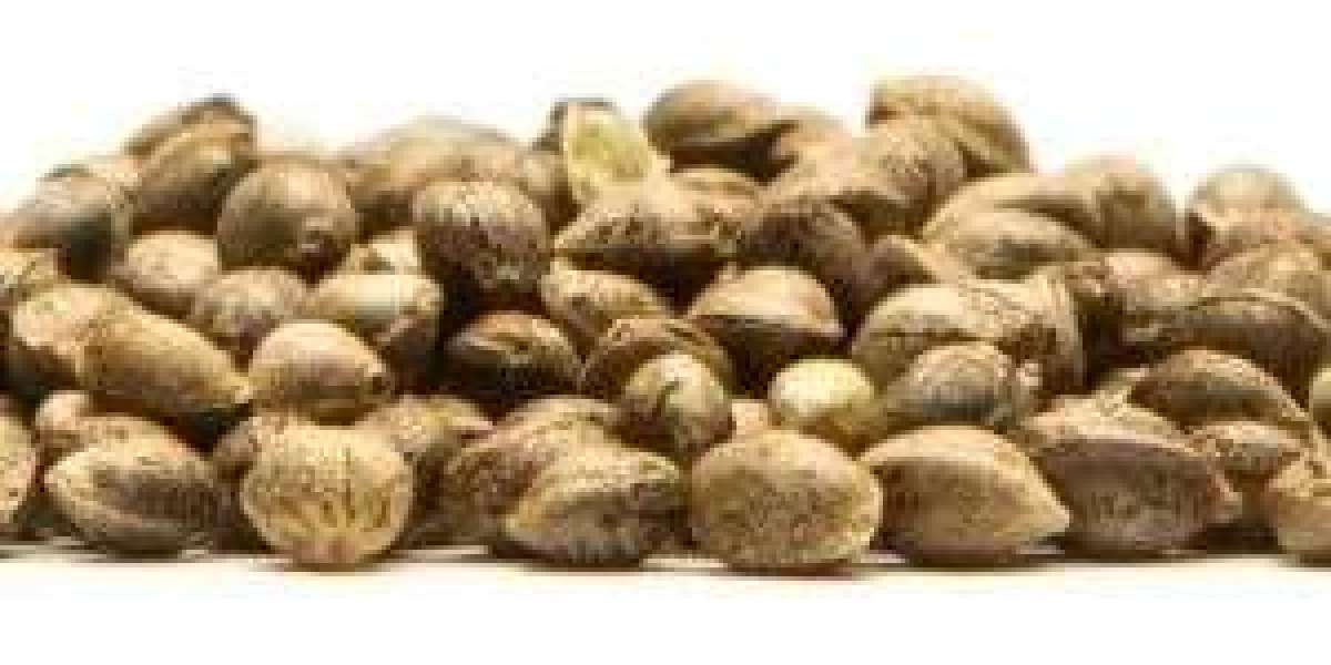 Best Place to Order Cannabis Seeds | Grower’s Choice
