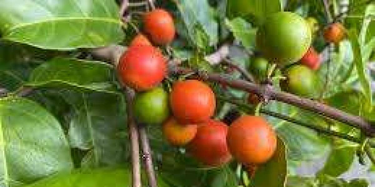 Salacia Market Growth, Size & Trends 2026-2035