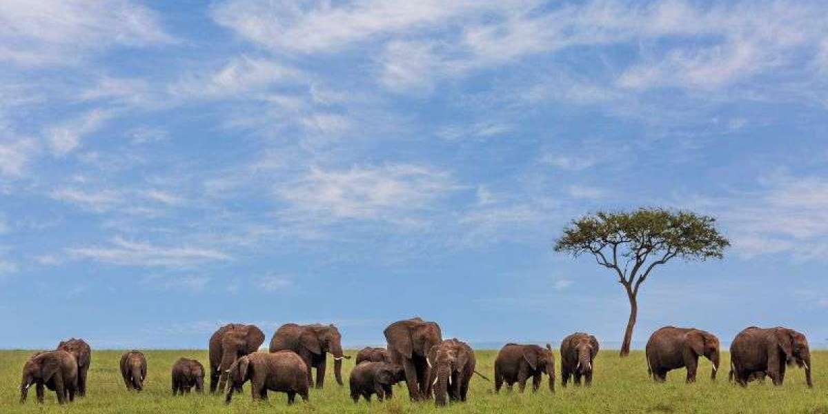 Best Safari Experiences in Kenya Right Now