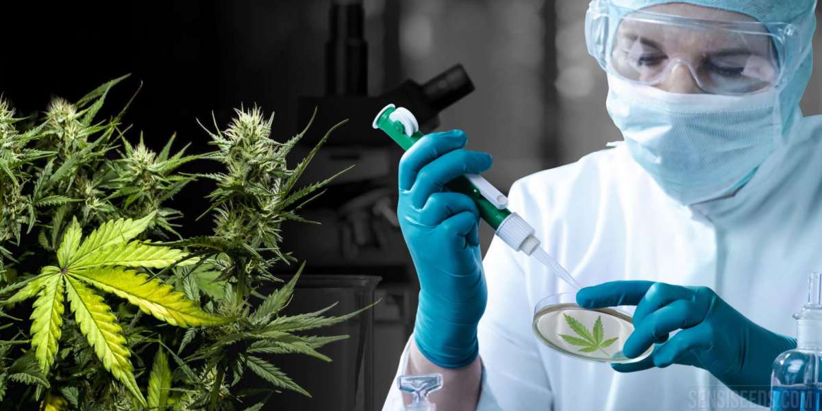 From Flower to Edibles: How One Chromatography Kit Covers Every Product Type