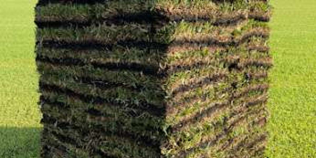 TifTuf grass: Tough Turf, Less Water, Better Look