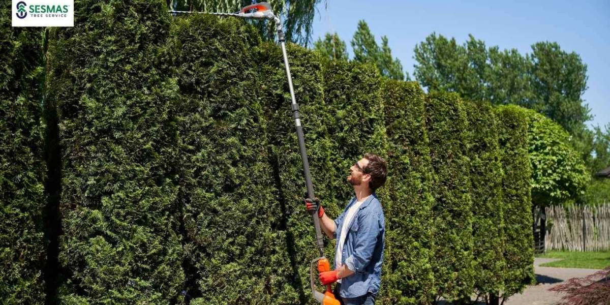Reliable Tree Care for Lawrenceville Homes