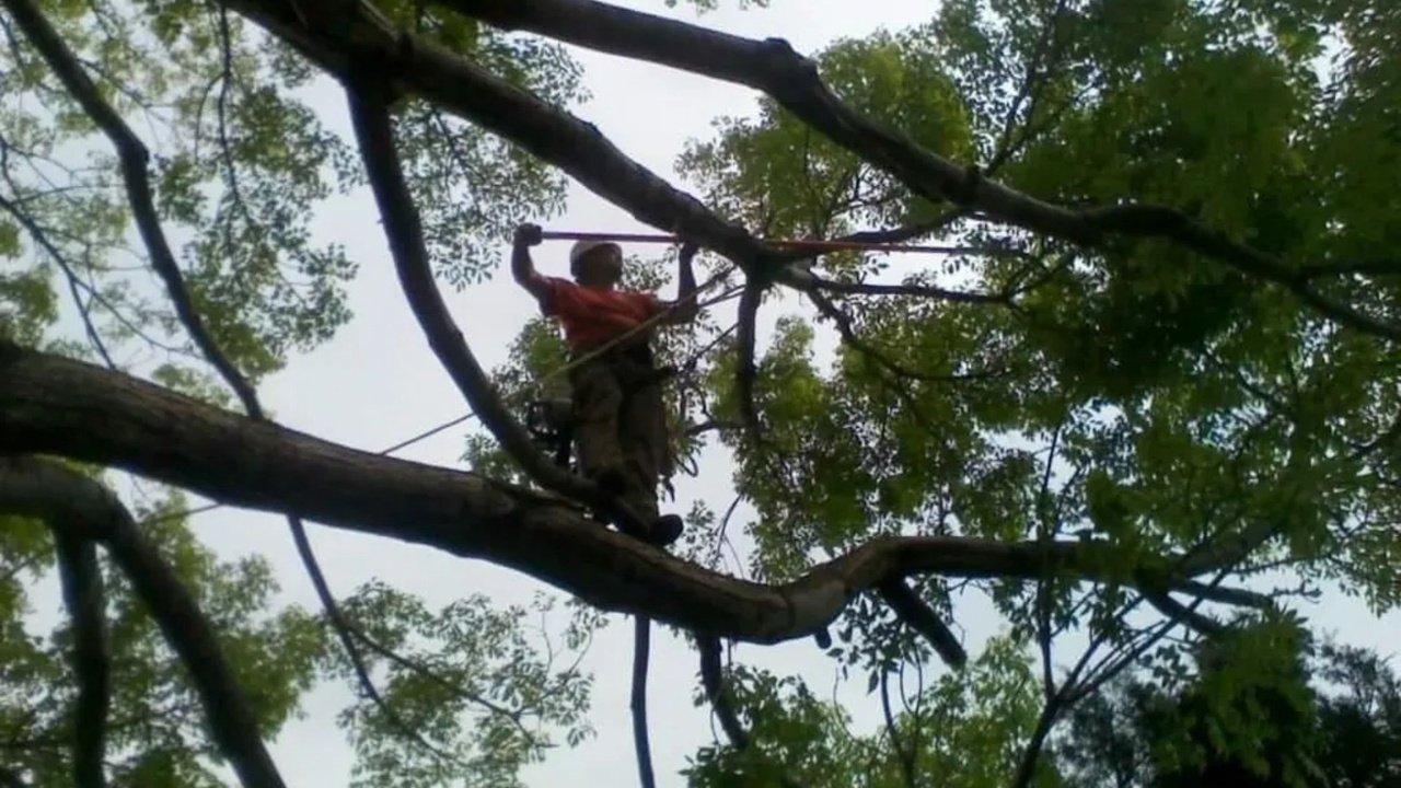 What Should Homeowners Expect From Tree Removal in Westminster, Colorado Services? | Articles | Spartan Tree Care LLC | Gan Jing World - Technology for Humanity | Video & Movie Streaming