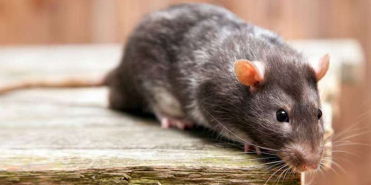Best Insulation to Keep Mice Out With Rat Proof Insulation