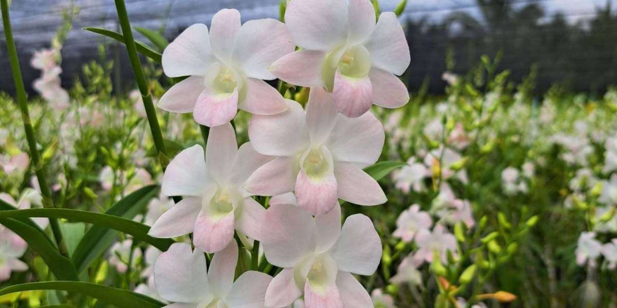 Thailand Wholesale Orchids: Fresh Floral Elegance