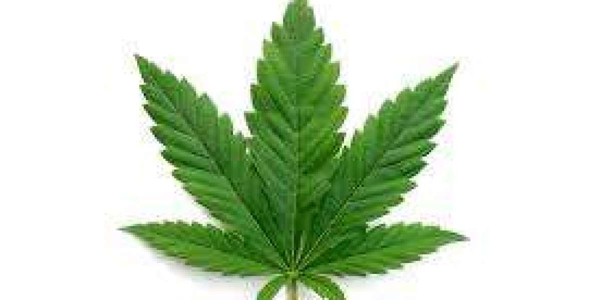 Hemp Flower Shopping Guide: How to Compare Aroma, Texture, and Freshness