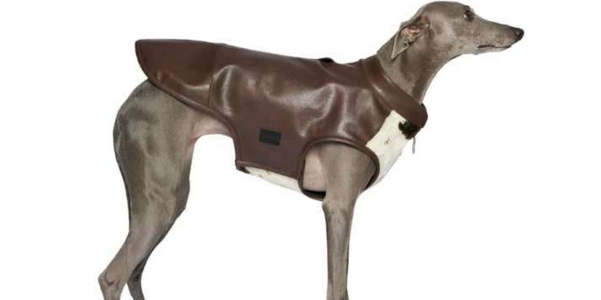 Dog Apparel Store Guide: Finding the Best Pet Smart Dog Clothing for Style and Comfort