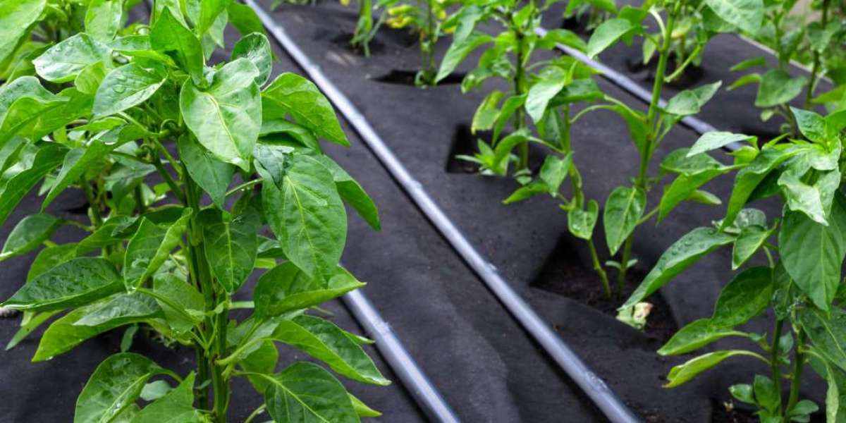 Why Every Professional Gardener Needs Weed Mat