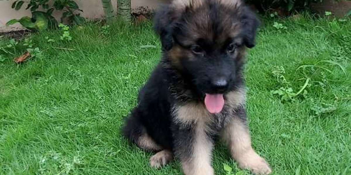 Best pet shop Dehradun