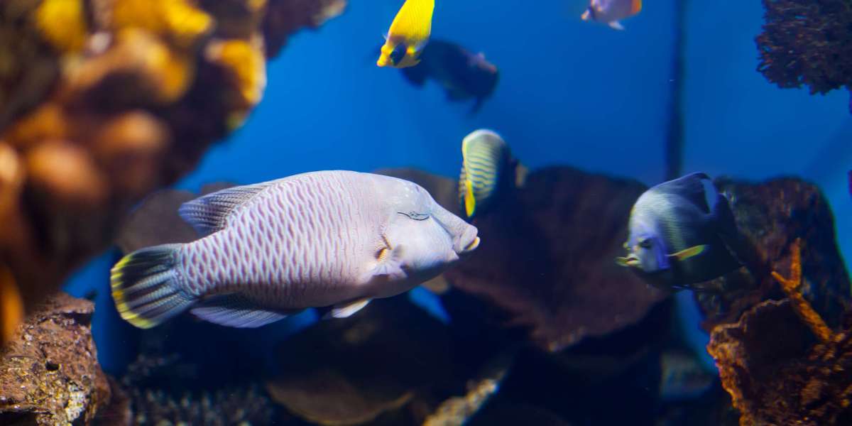 Dive Into Adventure: The Ultimate Guide to Unique Indoor Attractions in Mysore
