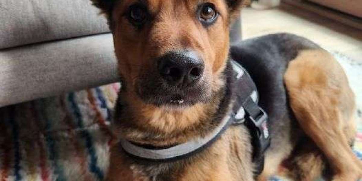 A Complete Guide to Professional Dog Training Services