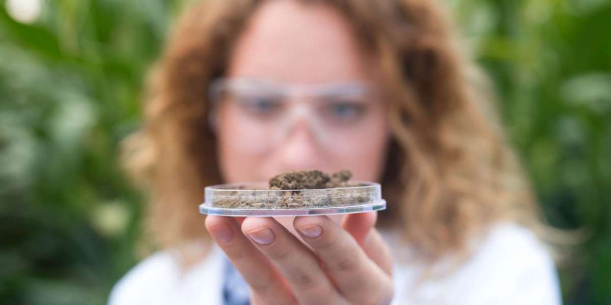 A Beginner’s Guide to Cannabis Concentrates