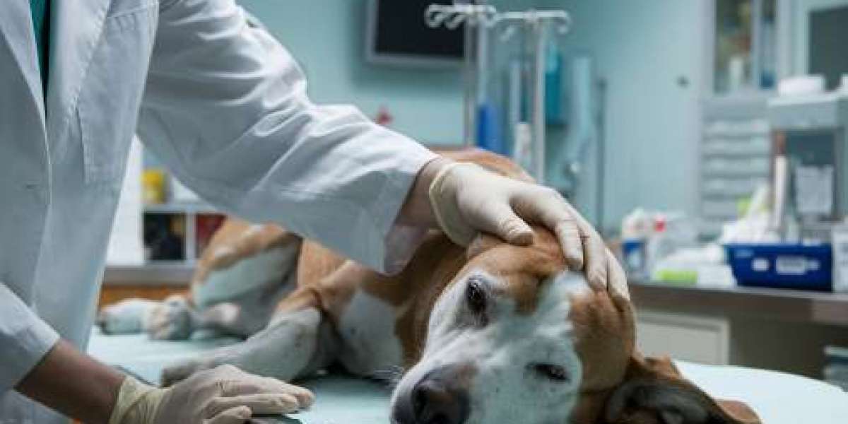How to Find Affordable Pet Euthanasia Without Compromising Care