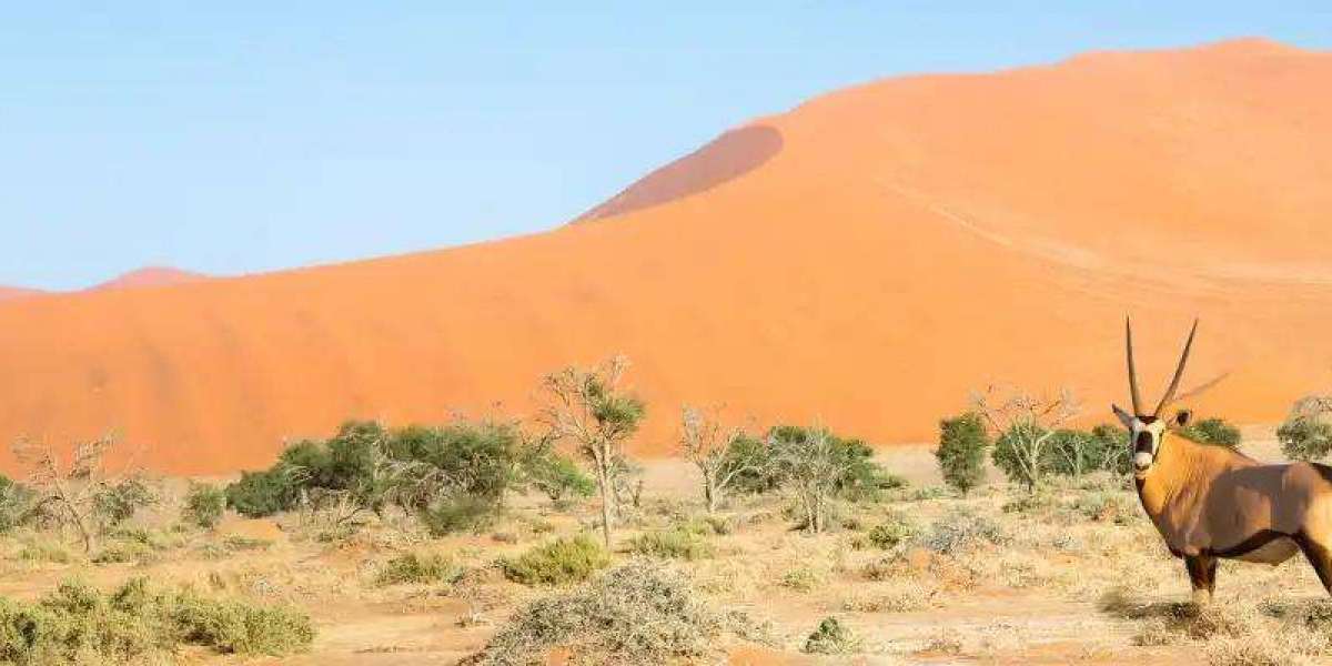 African Travel Gateway Guide to Namibia Temperature by Month for Perfect Safari Planning