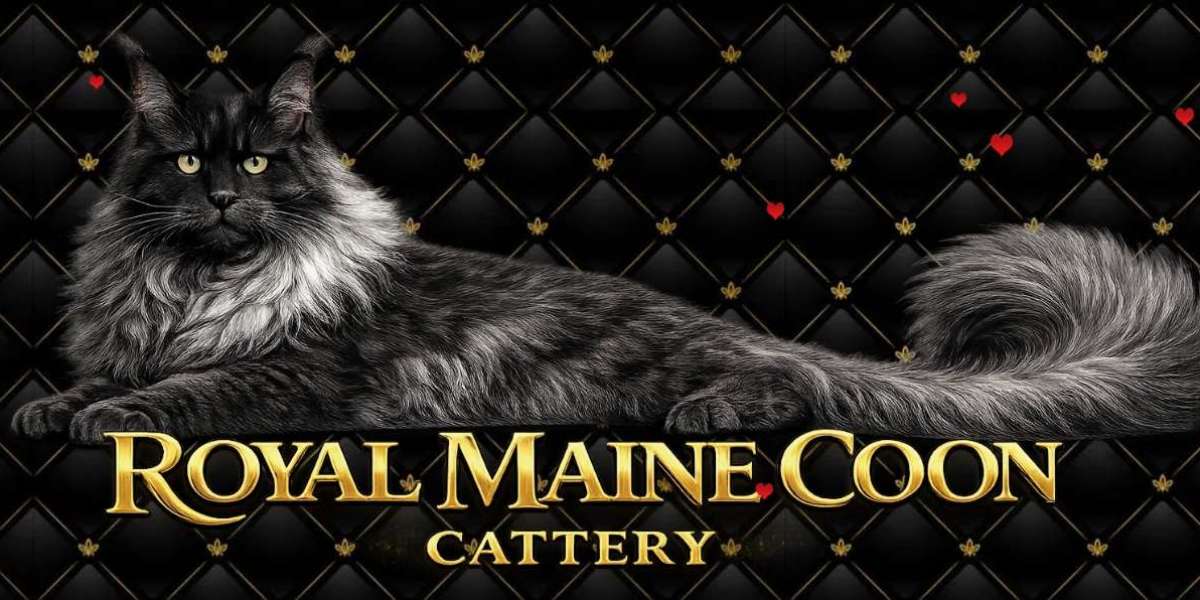 The Growing Demand For Maine Coon Kittens In The USA