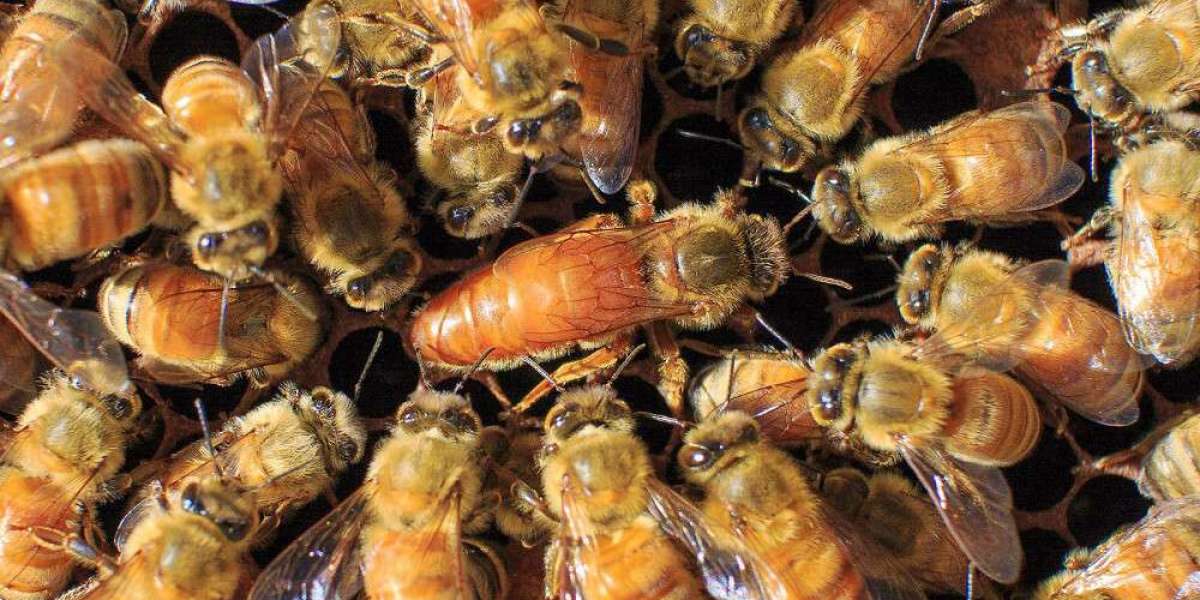 Live Bees for Sale – Trusted Honey Bees for Sale in Australia