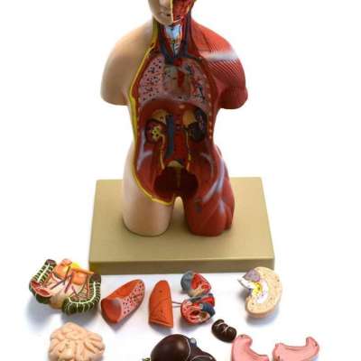 Adult Torso with Head Anatomical Model Profile Picture