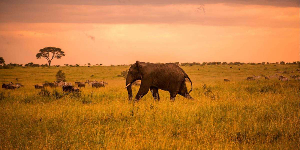Zanzibar a Tanzania – A Tropical Paradise with Culture, History, and Safari Access