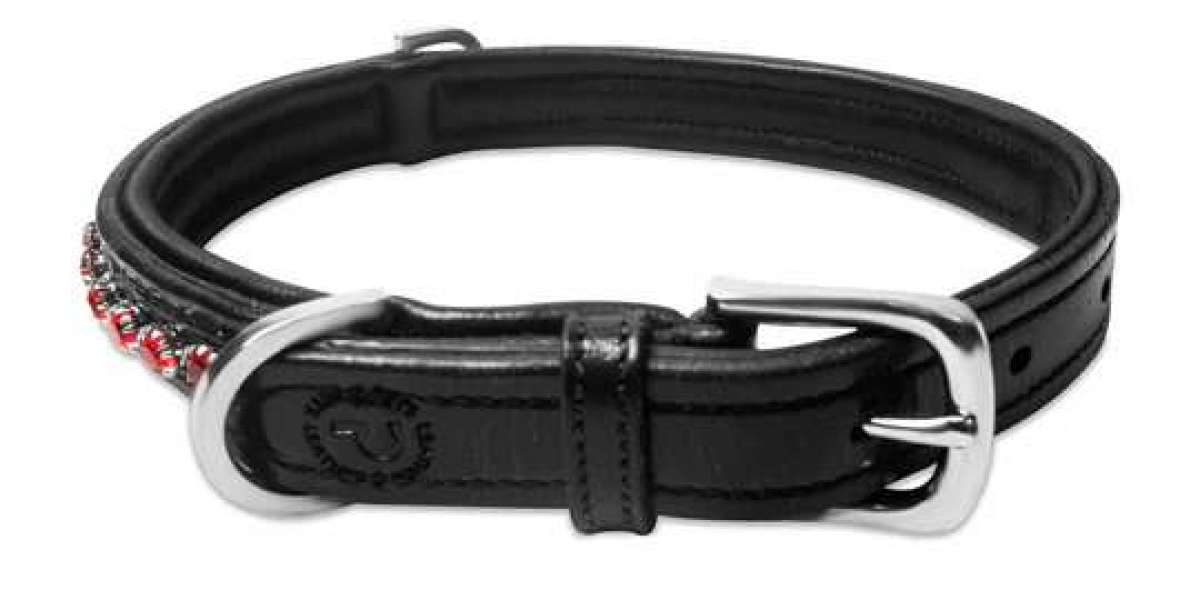Why Premium Dog Collars Are a Smart Choice for Your Pet