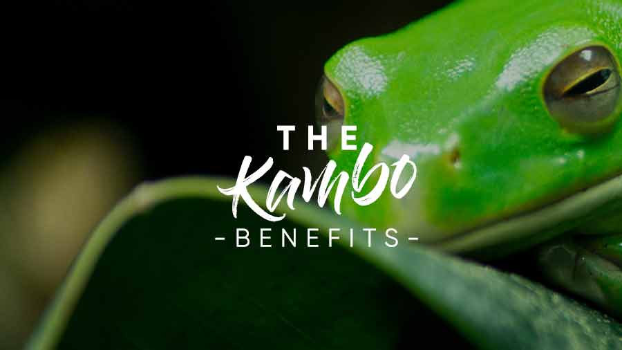 Kambo Medicine Ceremony Guide | Pachamama Sanctuary