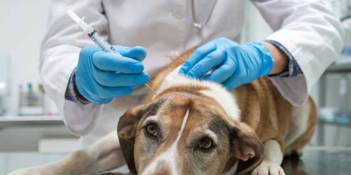 A Complete Guide to Dog Euthanasia: What Pet Owners Need to Know