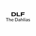 Dlf dahlias